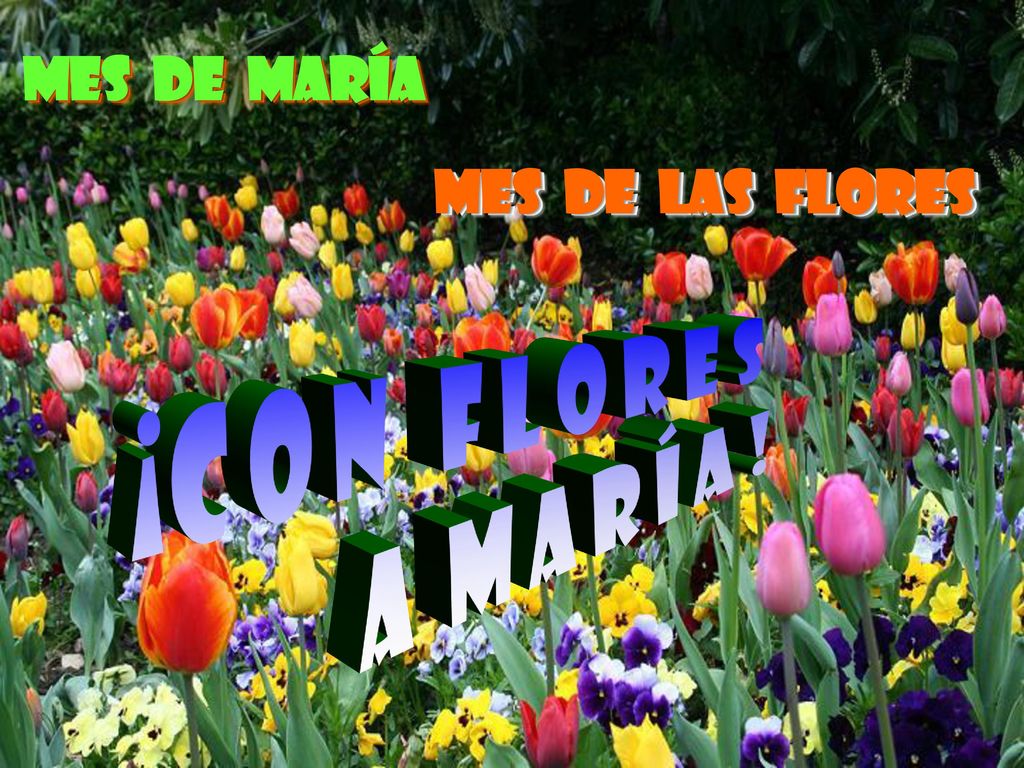 Mes de María Mes de las flores ¡C o n f l o r e s a M A R Í A !