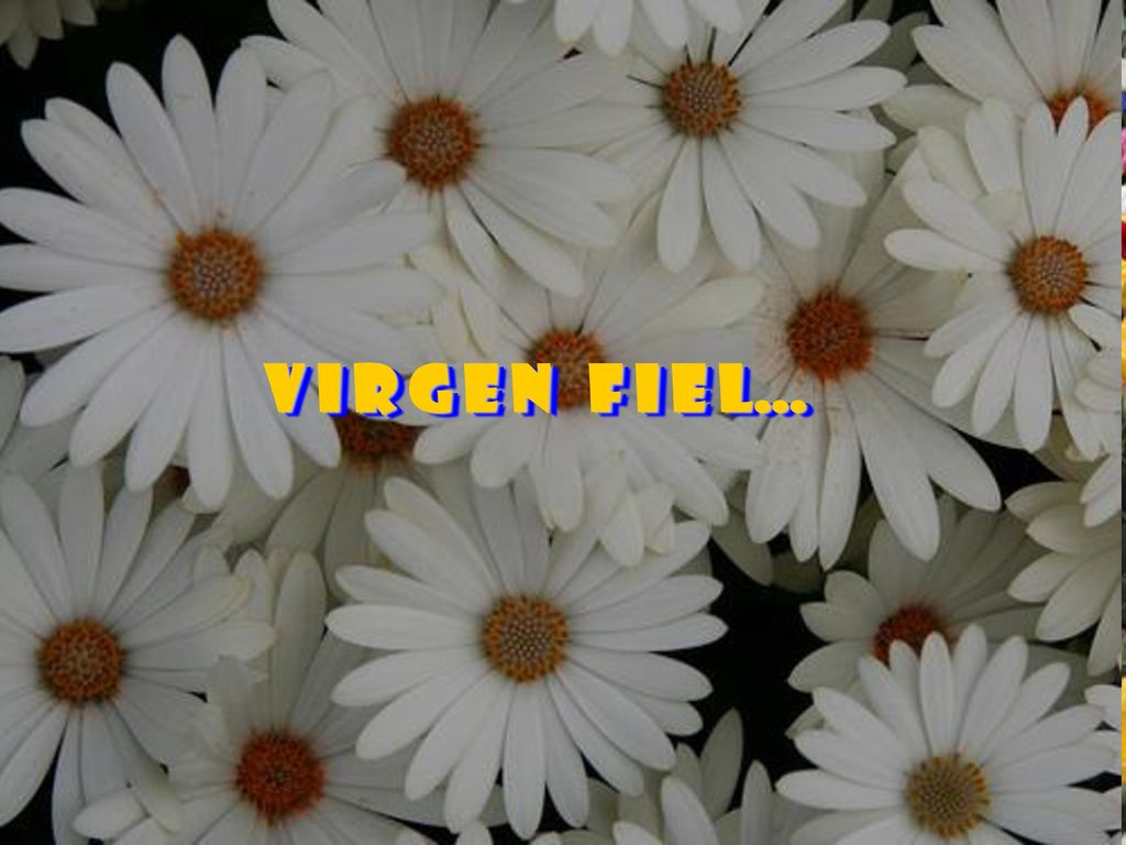 V i r g e n f i e l…