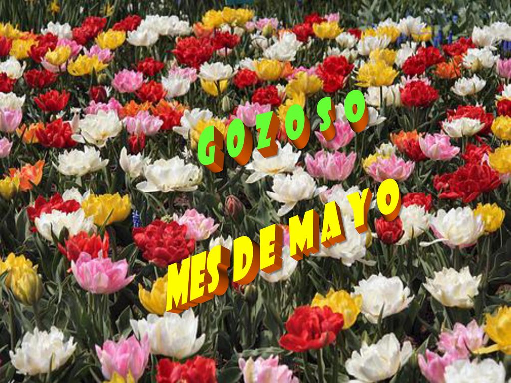 G O Z O S O mes d e m a y o