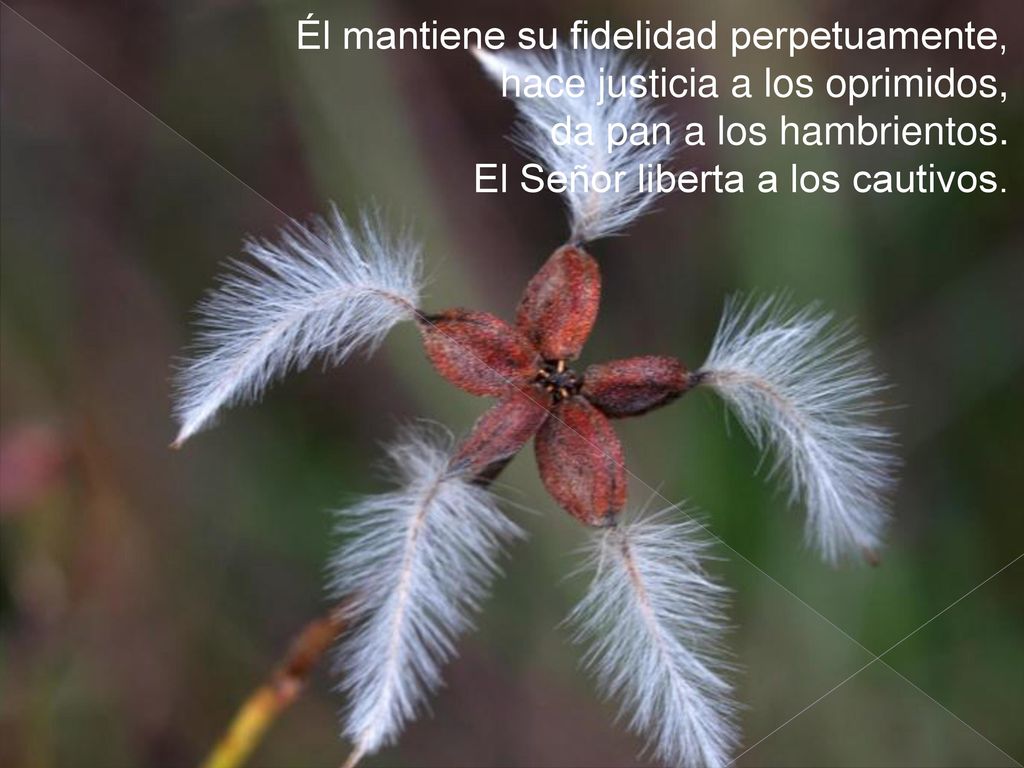 Él mantiene su fidelidad perpetuamente, hace justicia a los oprimidos, da pan a los hambrientos.