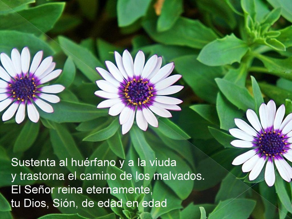 Sustenta al huérfano y a la viuda y trastorna el camino de los malvados.