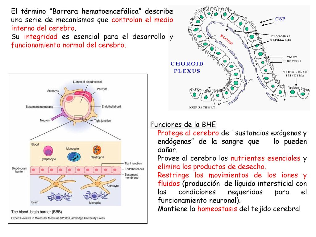 El término Barrera hematoencefálica describe una serie de mecanismos que controlan el medio interno del cerebro.