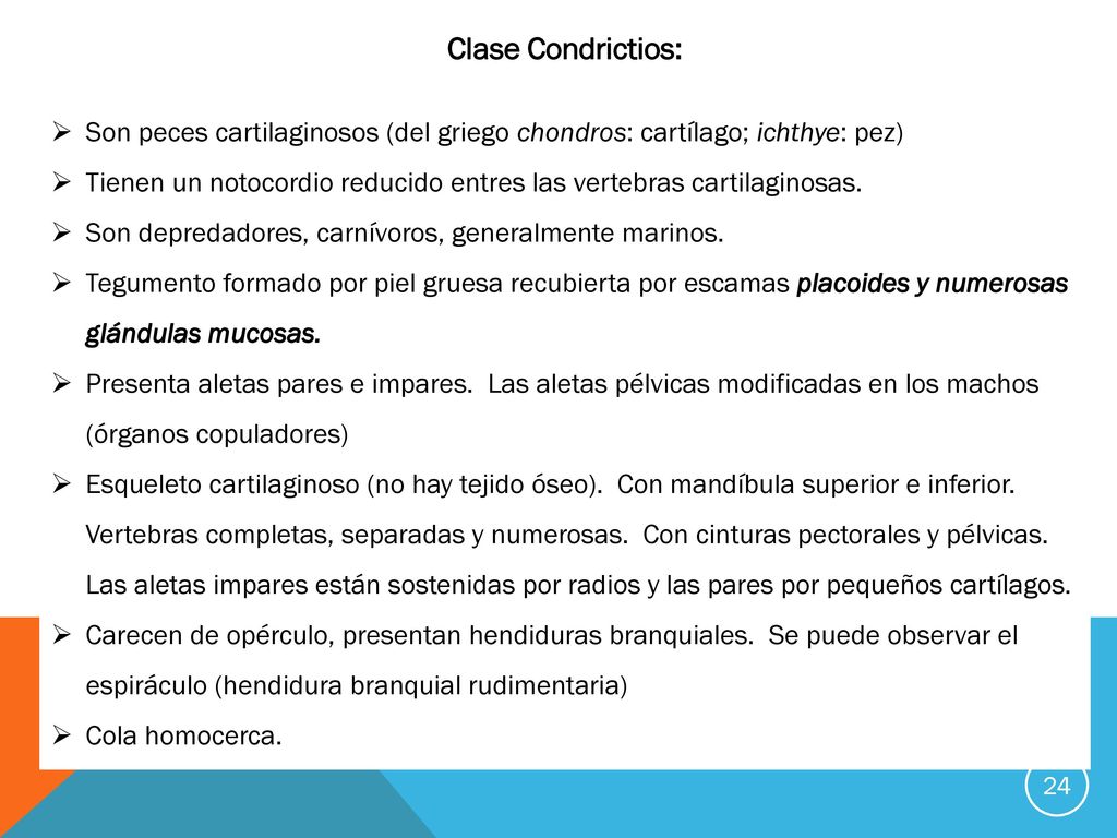 Clase Condrictios: Son peces cartilaginosos (del griego chondros: cartílago; ichthye: pez)