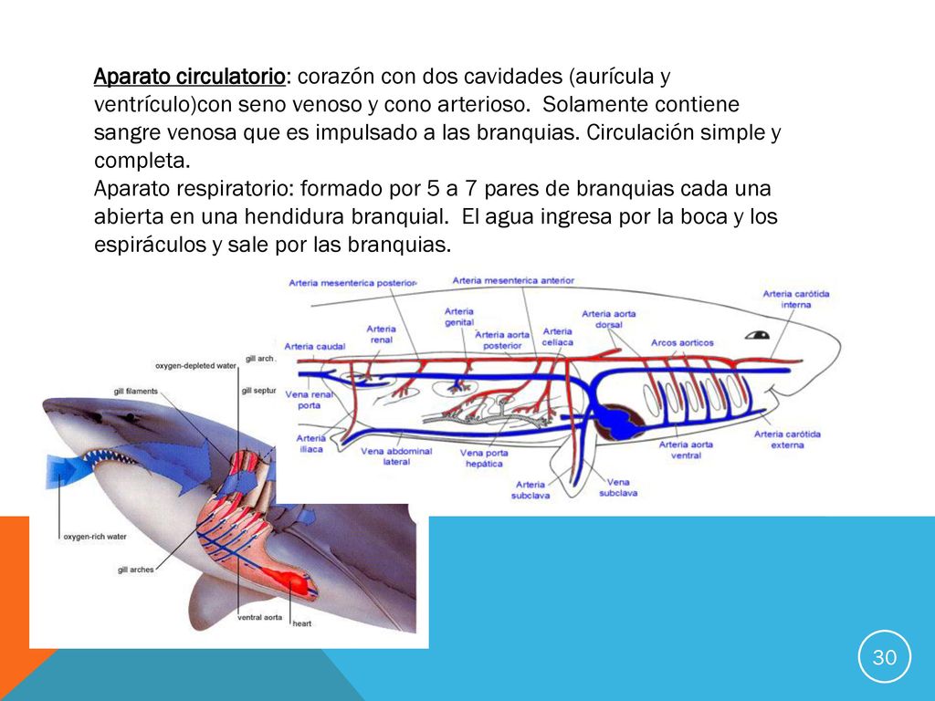 Aparato circulatorio: corazón con dos cavidades (aurícula y ventrículo)con seno venoso y cono arterioso. Solamente contiene sangre venosa que es impulsado a las branquias. Circulación simple y completa.