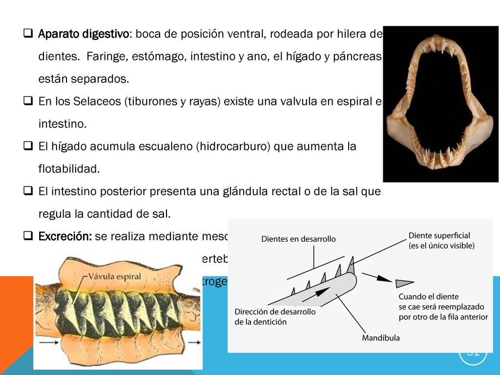 Aparato digestivo: boca de posición ventral, rodeada por hilera de dientes. Faringe, estómago, intestino y ano, el hígado y páncreas están separados.
