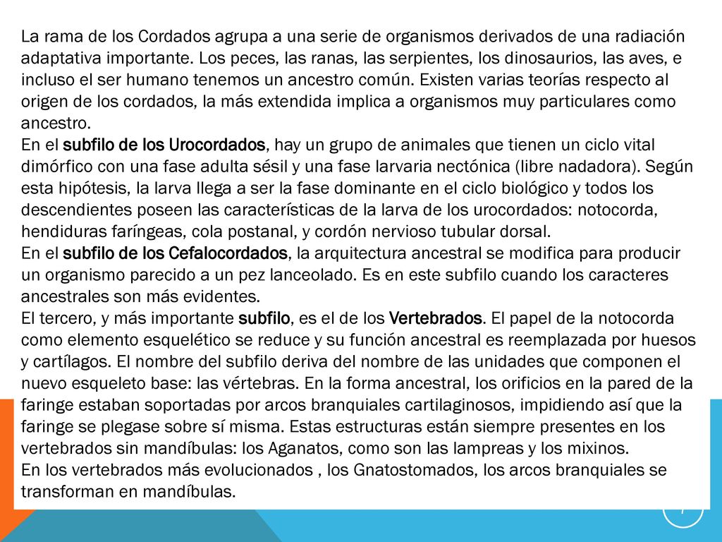 La rama de los Cordados agrupa a una serie de organismos derivados de una radiación adaptativa importante. Los peces, las ranas, las serpientes, los dinosaurios, las aves, e incluso el ser humano tenemos un ancestro común. Existen varias teorías respecto al origen de los cordados, la más extendida implica a organismos muy particulares como ancestro.