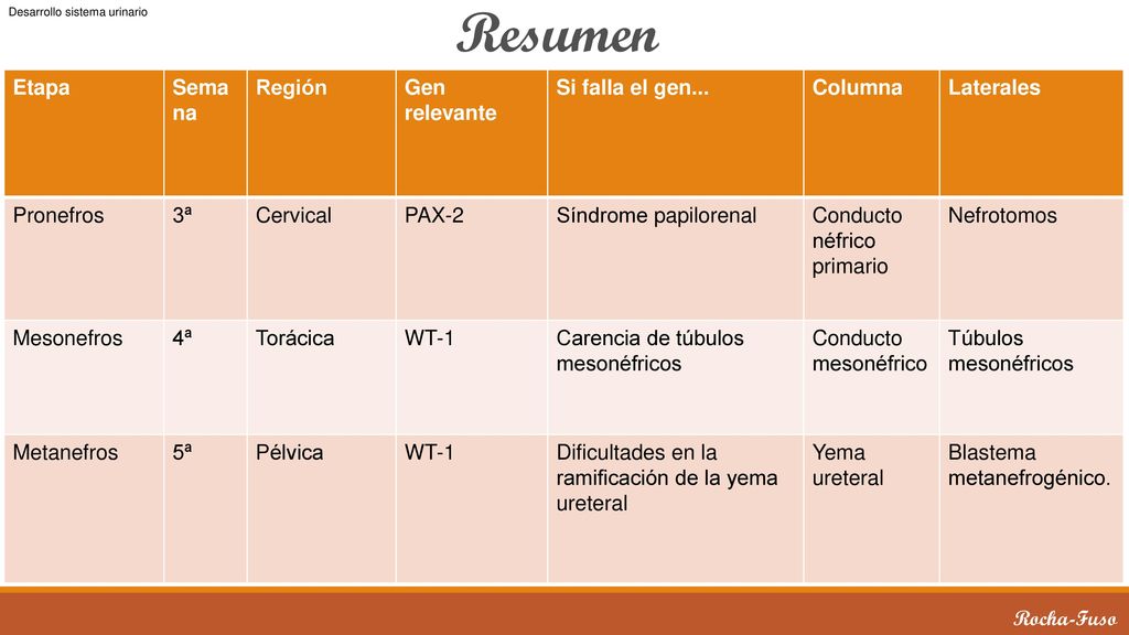 Resumen Etapa Semana Región Gen relevante Si falla el gen... Columna
