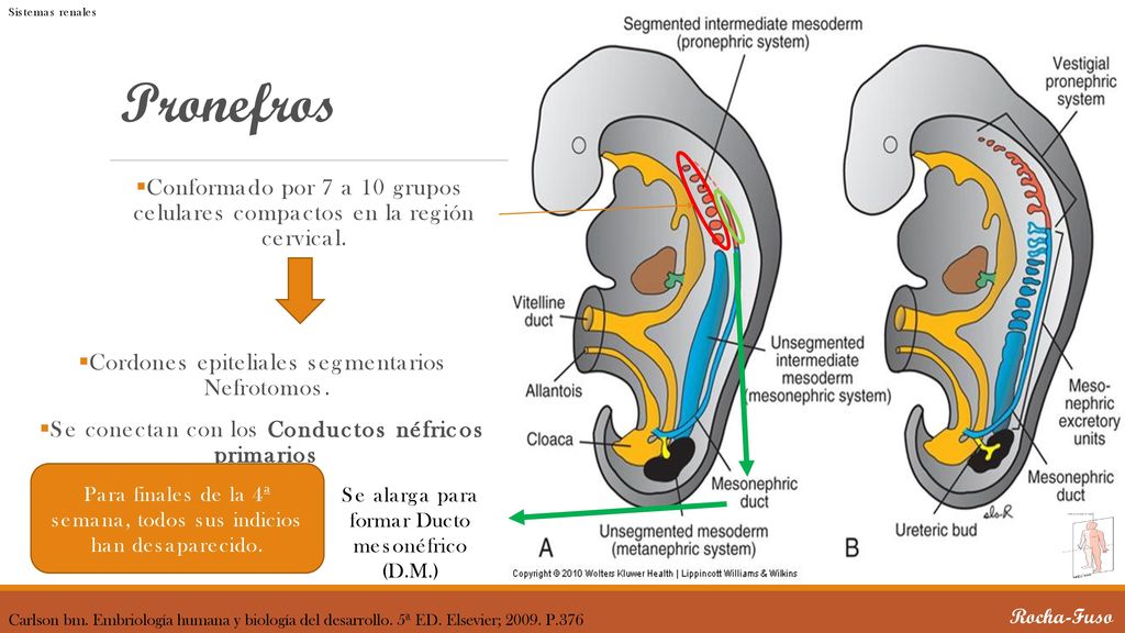 Sistemas renales Pronefros. Conformado por 7 a 10 grupos celulares compactos en la región cervical.