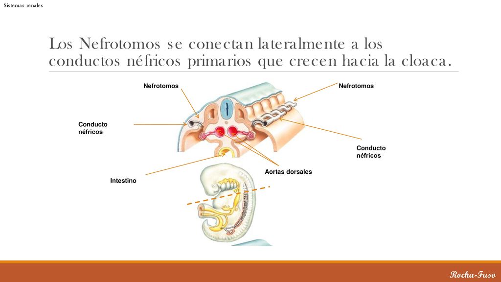 Sistemas renales Los Nefrotomos se conectan lateralmente a los conductos néfricos primarios que crecen hacia la cloaca.