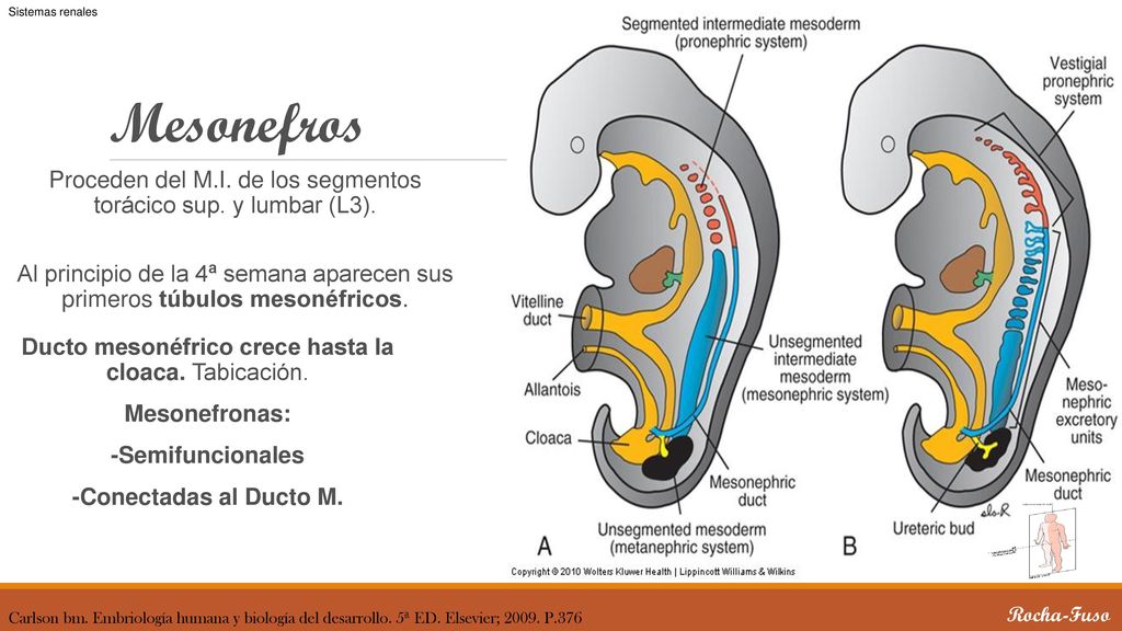 Sistemas renales Mesonefros. Proceden del M.I. de los segmentos torácico sup. y lumbar (L3).