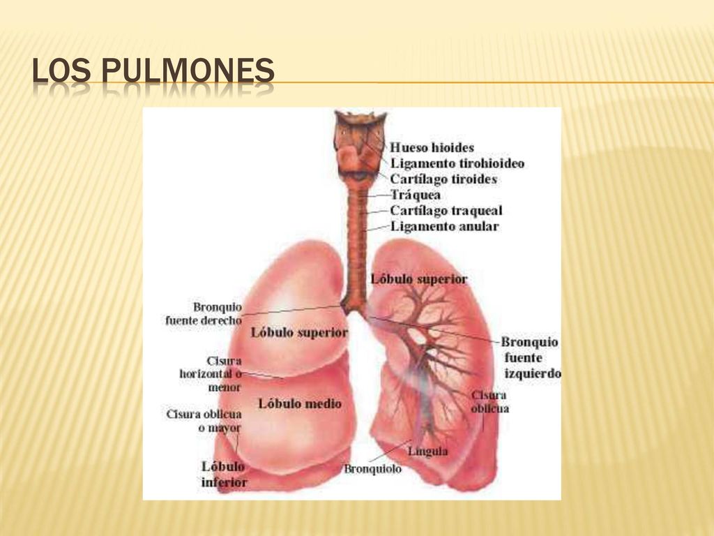 Los pulmones