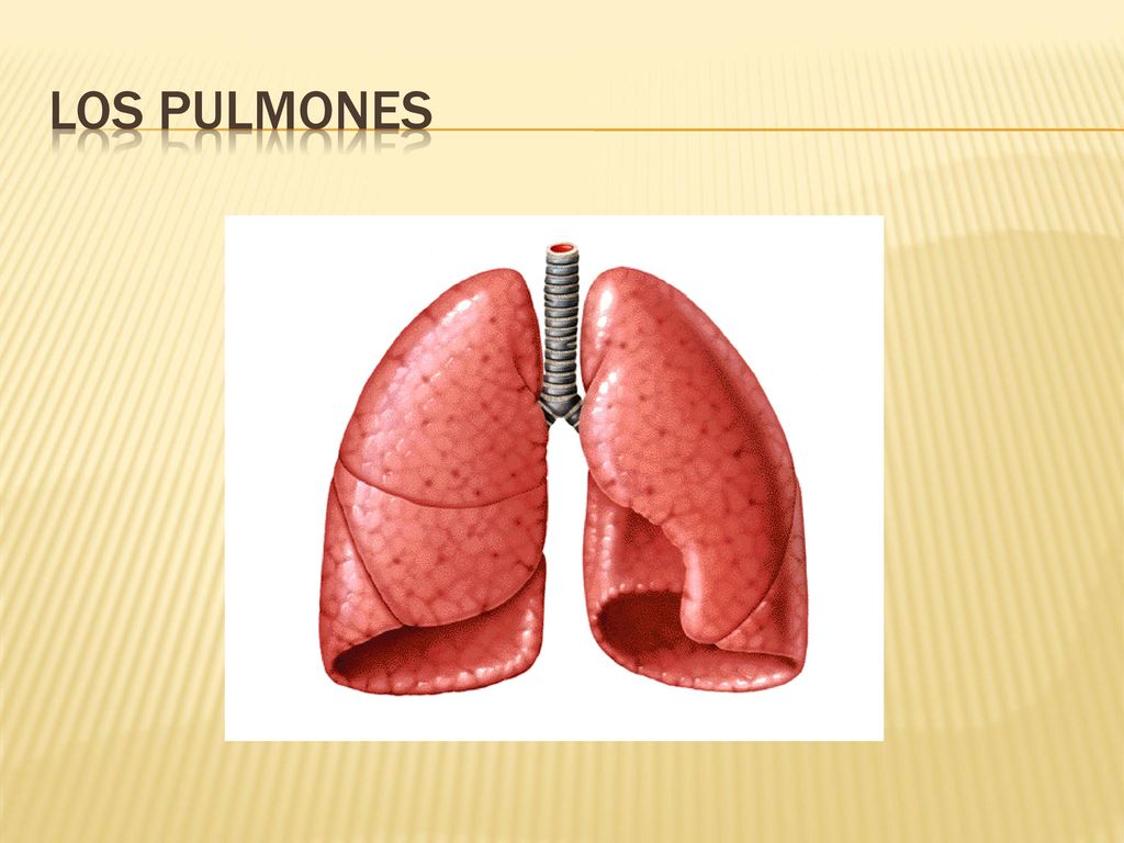 Los pulmones