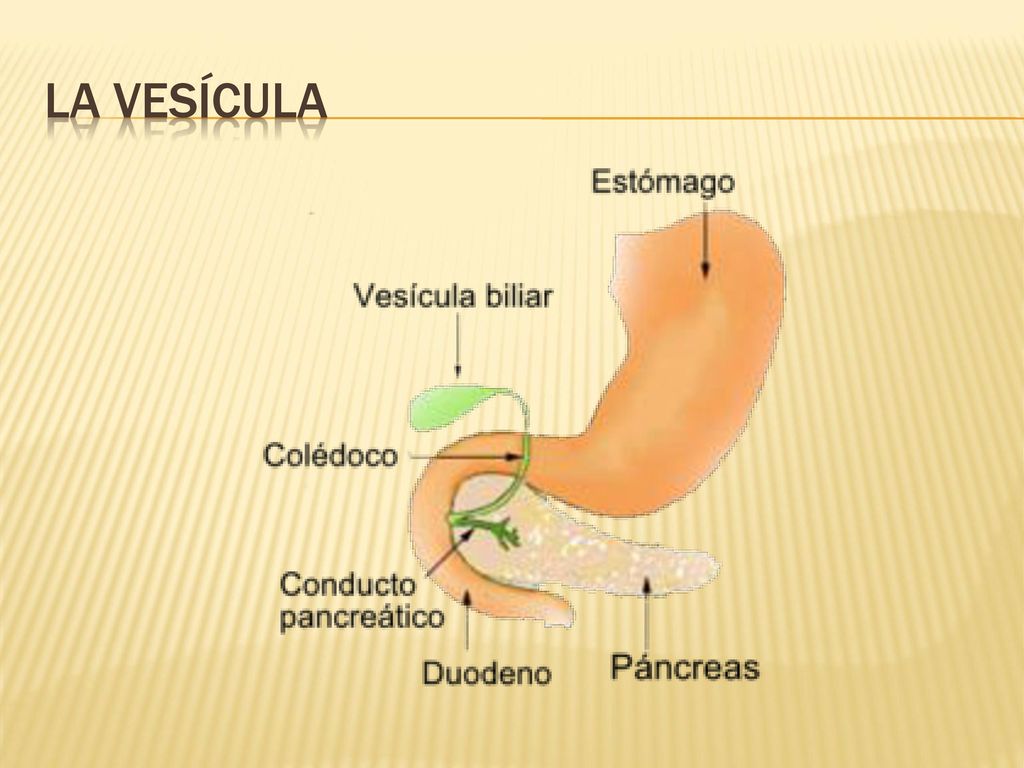 La vesícula