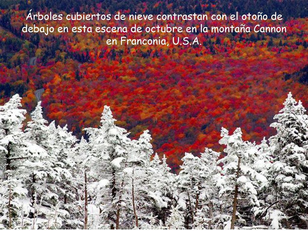 Árboles cubiertos de nieve contrastan con el otoño de debajo en esta escena de octubre en la montaña Cannon en Franconia, U.S.A.
