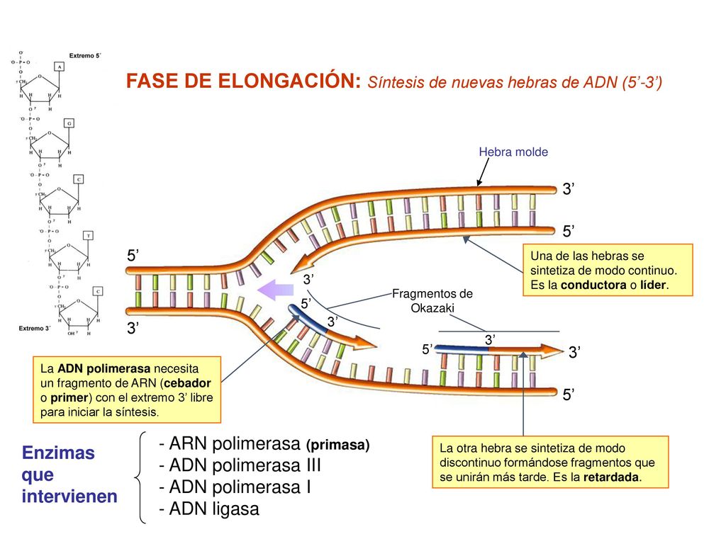  FASE DE ELONGACIÓN: Síntesis de nuevas hebras de ADN (5’-3’)