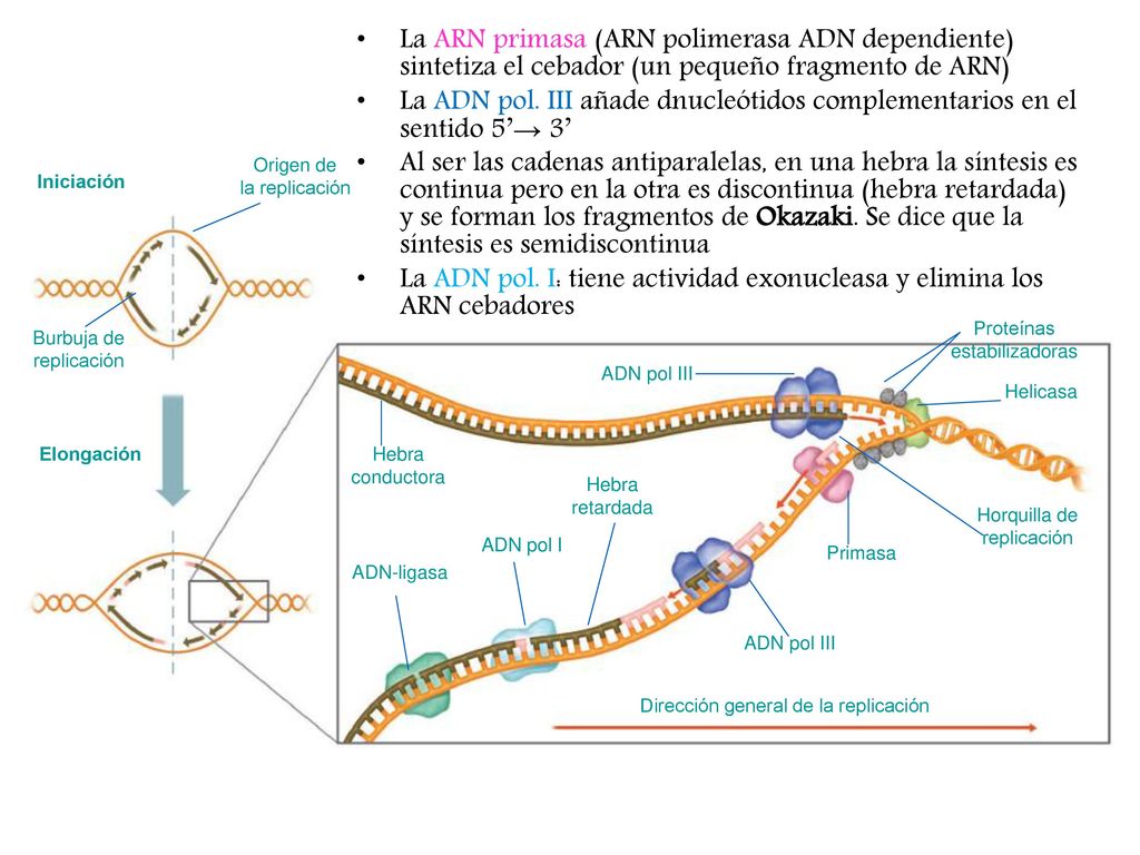 La ADN pol. I: tiene actividad exonucleasa y elimina los ARN cebadores