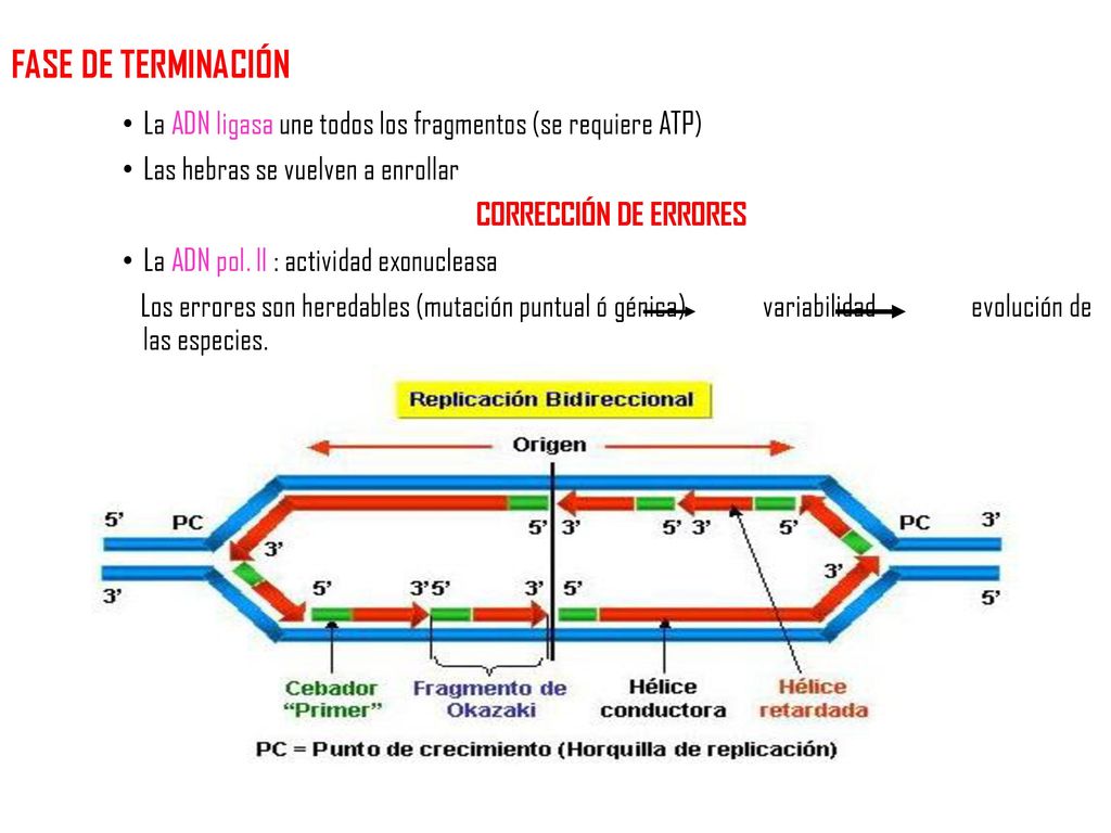 FASE DE TERMINACIÓN La ADN ligasa une todos los fragmentos (se requiere ATP) Las hebras se vuelven a enrollar.