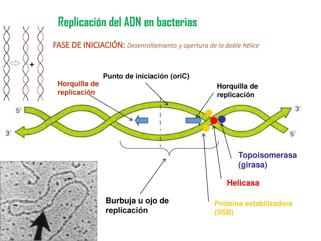 Replicación del ADN en bacterias FASE DE INICIACIÓN: Desenrollamiento y apertura de la doble hélice