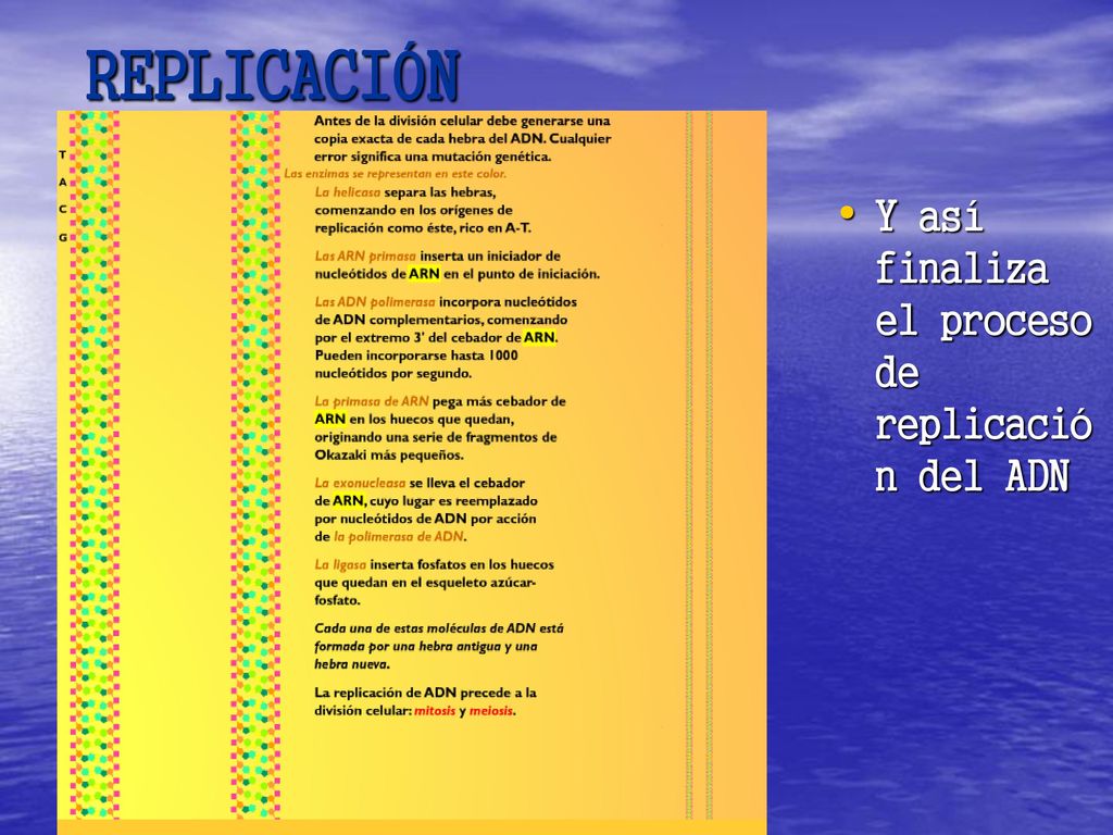 REPLICACIÓN Y así finaliza el proceso de replicación del ADN