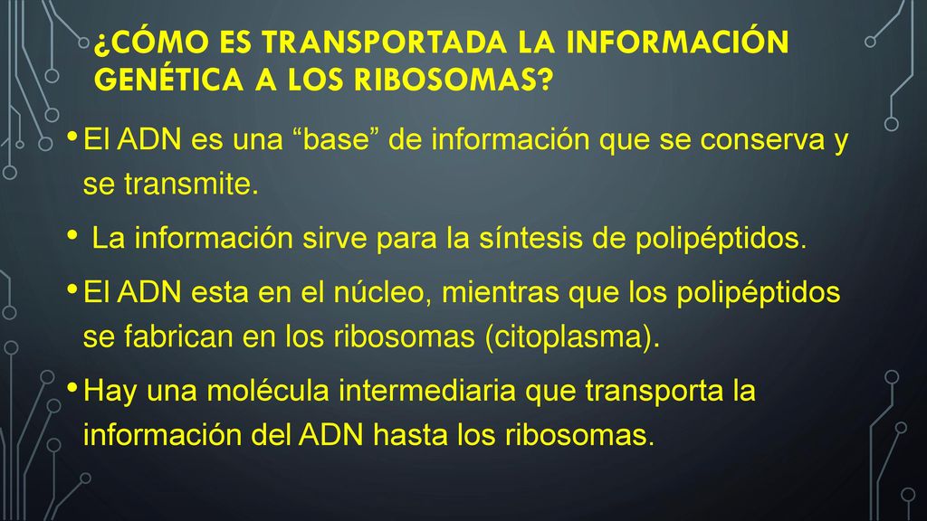 ¿Cómo es transportada la información genética a los ribosomas