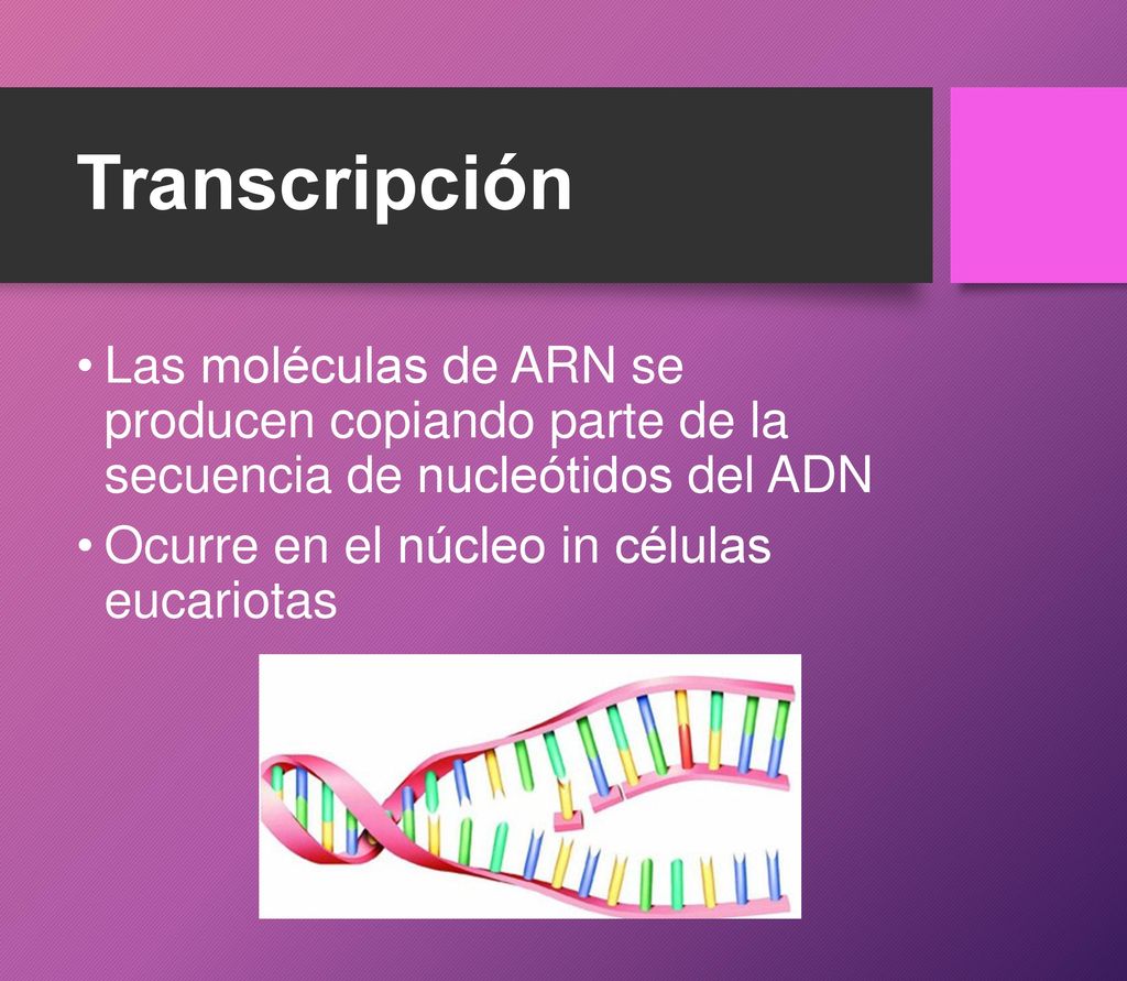 Transcripción Las moléculas de ARN se producen copiando parte de la secuencia de nucleótidos del ADN.