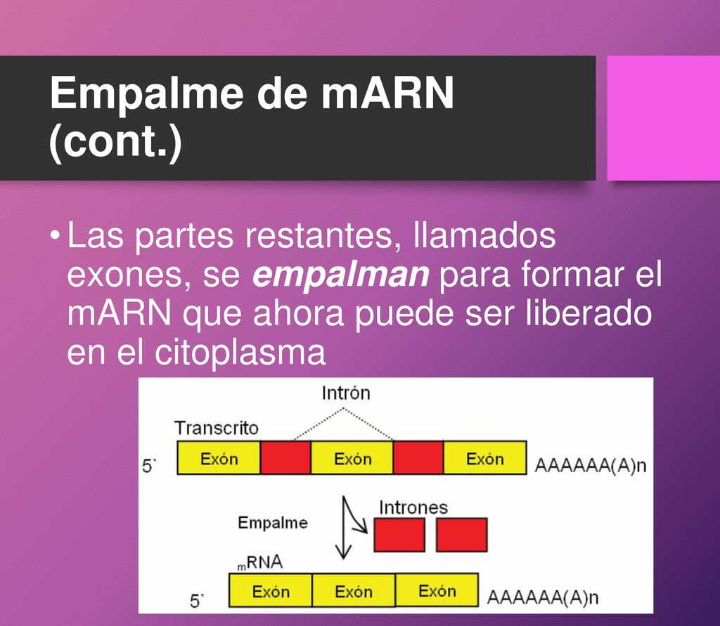 Empalme de mARN (cont.) Las partes restantes, llamados exones, se empalman para formar el mARN que ahora puede ser liberado en el citoplasma.
