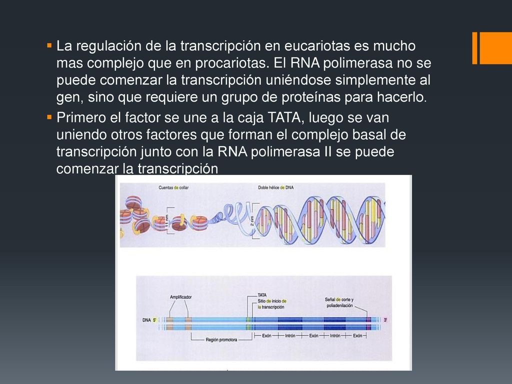 La regulación de la transcripción en eucariotas es mucho mas complejo que en procariotas. El RNA polimerasa no se puede comenzar la transcripción uniéndose simplemente al gen, sino que requiere un grupo de proteínas para hacerlo.