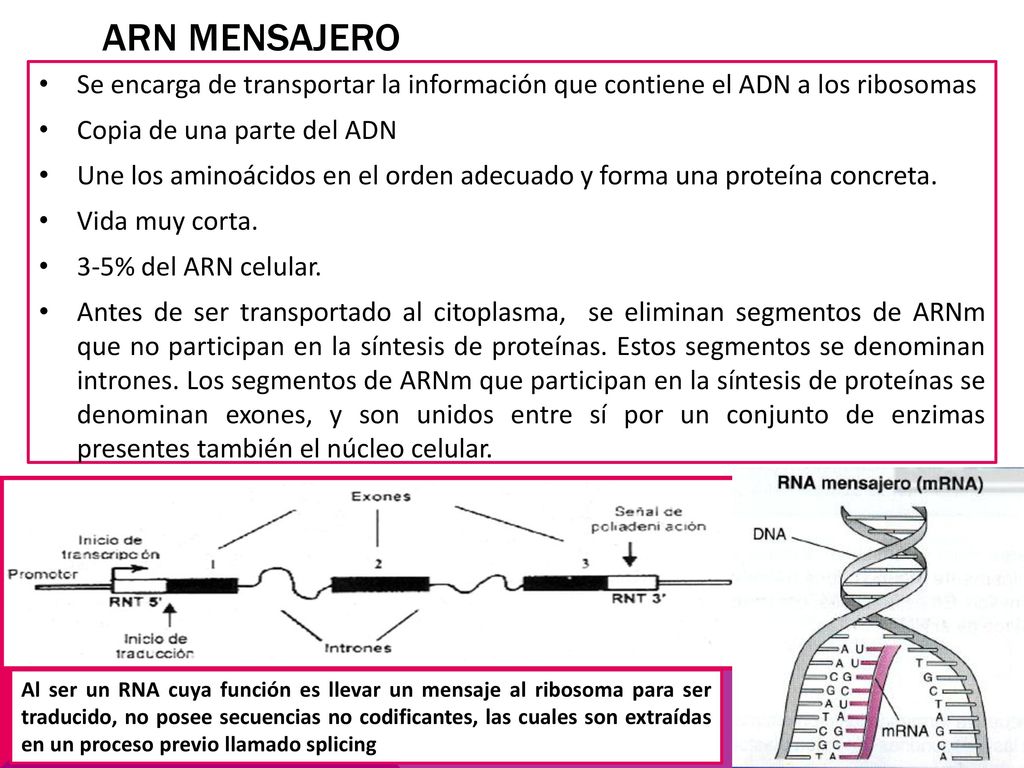 ARN mensajero Se encarga de transportar la información que contiene el ADN a los ribosomas. Copia de una parte del ADN.