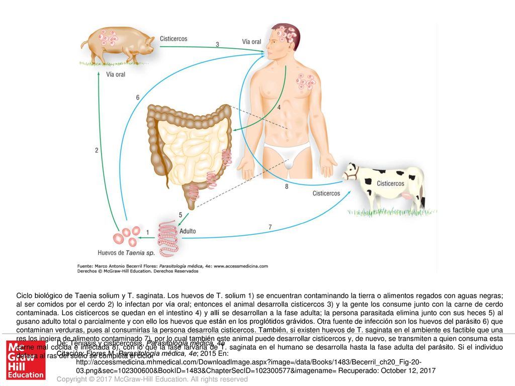 Ciclo biológico de Taenia solium y T. saginata. Los huevos de T