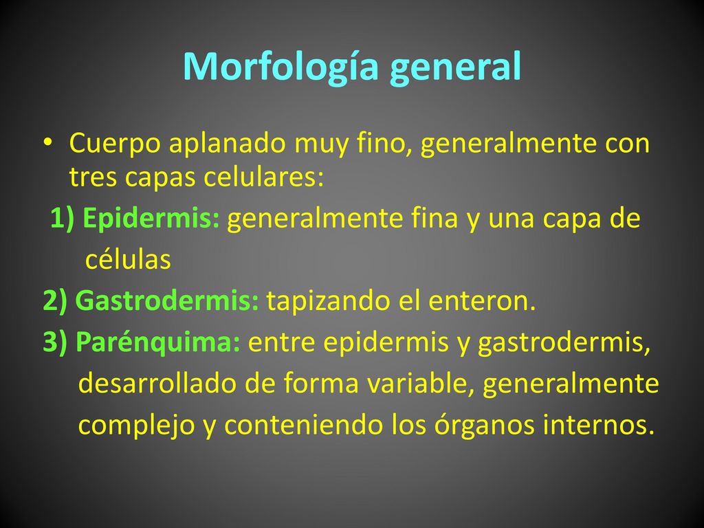 Morfología general Cuerpo aplanado muy fino, generalmente con tres capas celulares: 1) Epidermis: generalmente fina y una capa de.