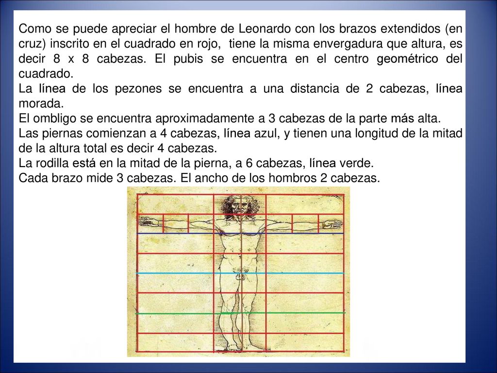 Como se puede apreciar el hombre de Leonardo con los brazos extendidos (en cruz) inscrito en el cuadrado en rojo, tiene la misma envergadura que altura, es decir 8 x 8 cabezas. El pubis se encuentra en el centro geométrico del cuadrado.