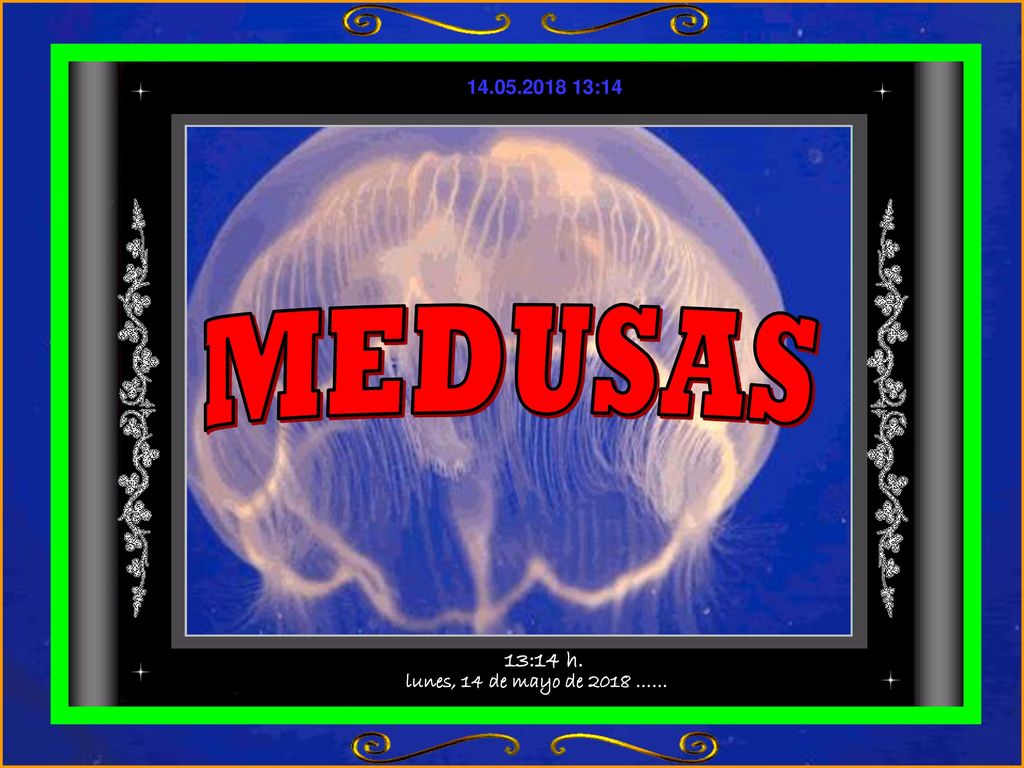 :14 MEDUSAS 13:14 h. lunes, 14 de mayo de 2018 ……