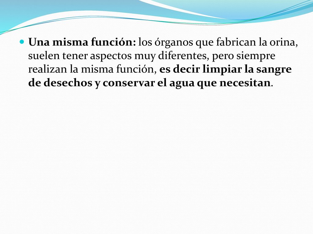 Una misma función: los órganos que fabrican la orina, suelen tener aspectos muy diferentes, pero siempre realizan la misma función, es decir limpiar la sangre de desechos y conservar el agua que necesitan.