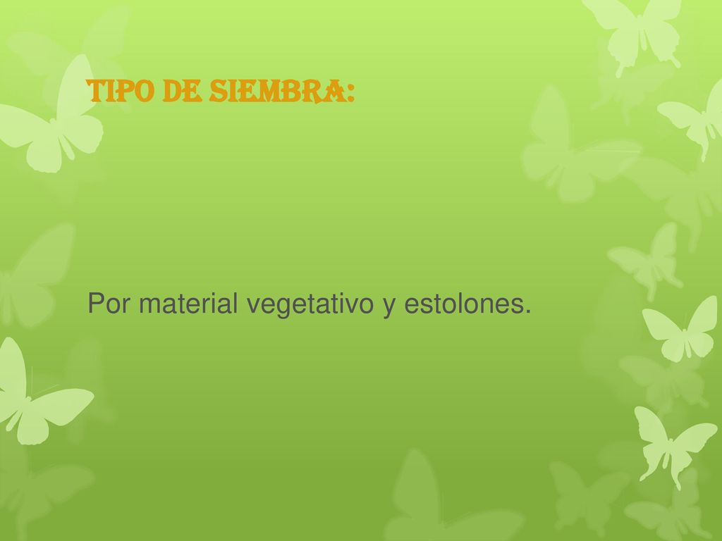 Tipo de siembra: Por material vegetativo y estolones.