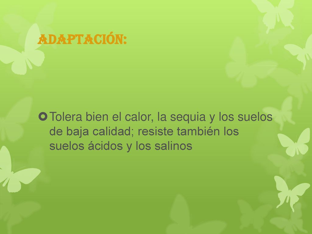 Adaptación: Tolera bien el calor, la sequia y los suelos de baja calidad; resiste también los suelos ácidos y los salinos.