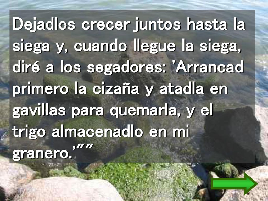 Dejadlos crecer juntos hasta la siega y, cuando llegue la siega, diré a los segadores: Arrancad primero la cizaña y atadla en gavillas para quemarla, y el trigo almacenadlo en mi granero.