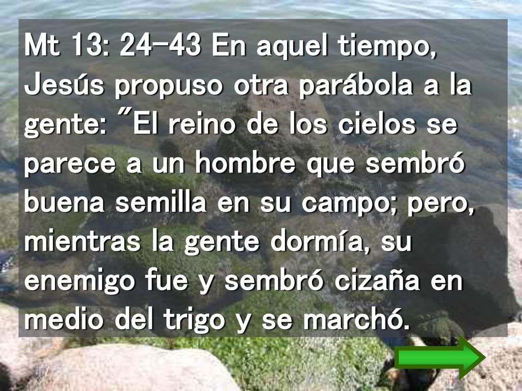 Mt 13: En aquel tiempo, Jesús propuso otra parábola a la gente: El reino de los cielos se parece a un hombre que sembró buena semilla en su campo; pero, mientras la gente dormía, su enemigo fue y sembró cizaña en medio del trigo y se marchó.
