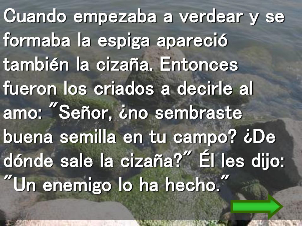 Cuando empezaba a verdear y se formaba la espiga apareció también la cizaña.