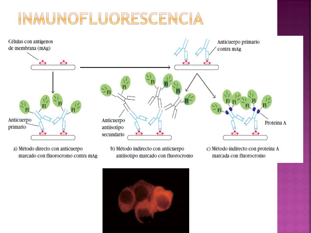 inmunofluorescencia Tinción por inmunofl uorescencia directa e indirecta. de antígeno de membrana (mAg). Las células se fi jan a un.