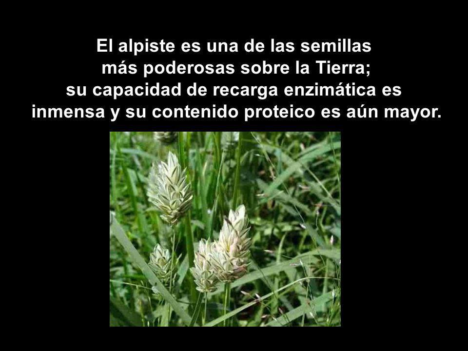 El alpiste es una de las semillas más poderosas sobre la Tierra;