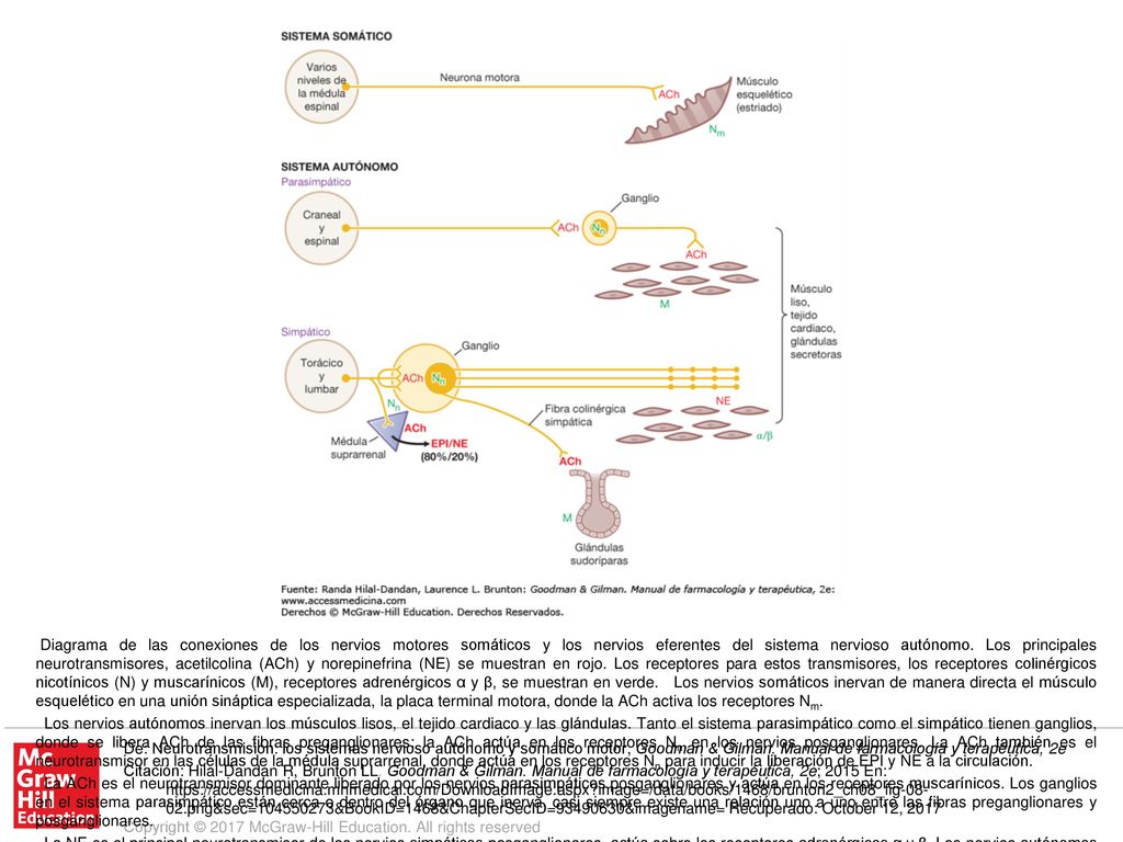 La NE es el principal neurotransmisor de los nervios simpáticos posganglionares, actúa sobre los receptores adrenérgicos α y β. Los nervios autónomos forman un patrón difuso con múltiples sitios sinápticos. En el sistema simpático, los ganglios casi siempre están lejos de las células efectoras (p. ej., dentro de los ganglios de la cadena simpática). Las fibras simpáticas preganglionares pueden hacer contacto con una gran cantidad de fibras posganglionares.
