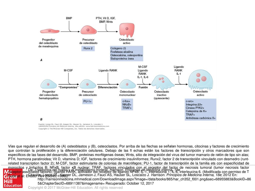Vías que regulan el desarrollo de (A) osteoblastos y (B), osteoclastos