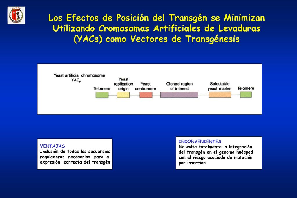 Los Efectos de Posición del Transgén se Minimizan Utilizando Cromosomas Artificiales de Levaduras (YACs) como Vectores de Transgénesis
