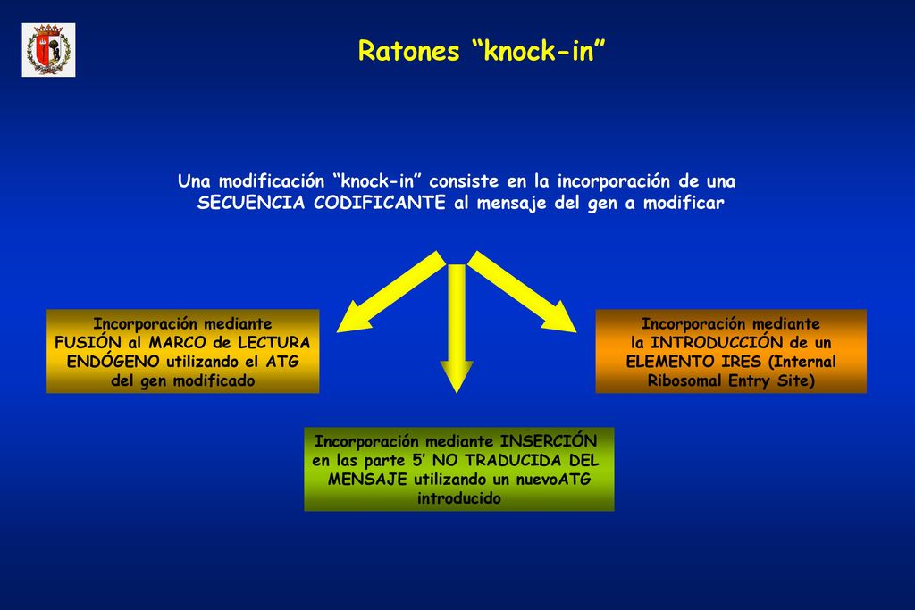 Ratones knock-in Una modificación knock-in consiste en la incorporación de una. SECUENCIA CODIFICANTE al mensaje del gen a modificar.