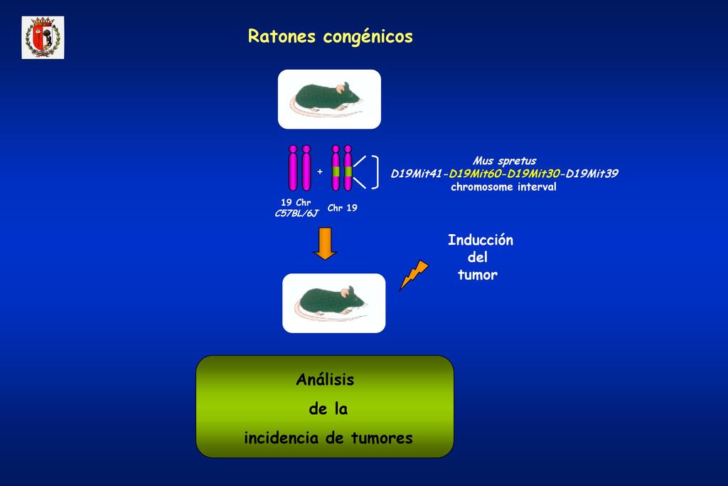Ratones congénicos Análisis de la incidencia de tumores Inducción del