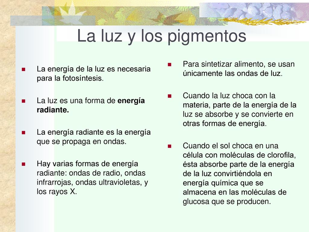La luz y los pigmentos Para sintetizar alimento, se usan únicamente las ondas de luz.
