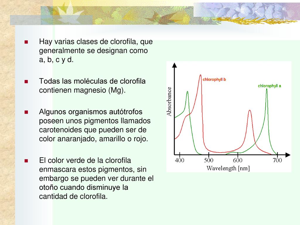 Hay varias clases de clorofila, que generalmente se designan como a, b, c y d.