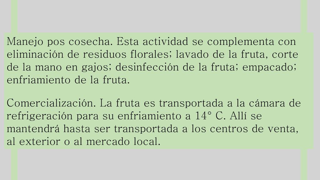 Manejo pos cosecha. Esta actividad se complementa con eliminación de residuos florales; lavado de la fruta, corte de la mano en gajos; desinfección de la fruta; empacado; enfriamiento de la fruta.