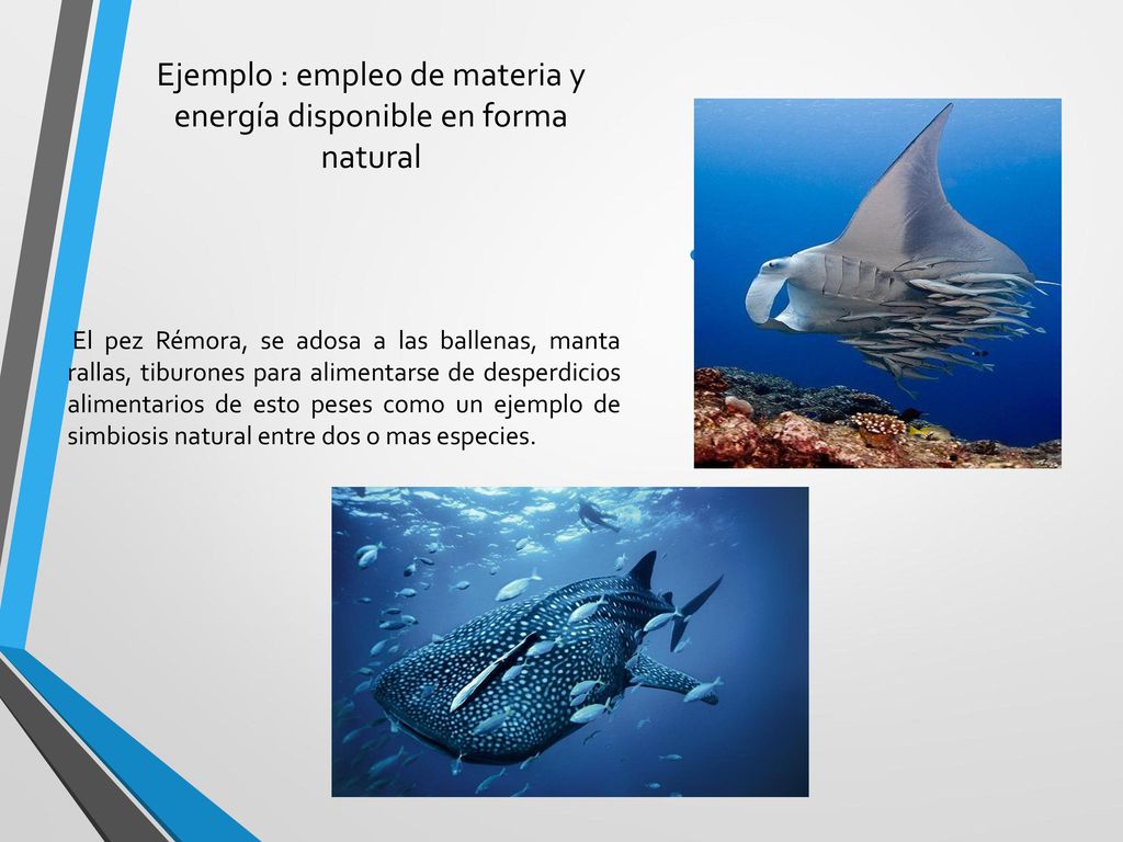 Ejemplo : empleo de materia y energía disponible en forma natural