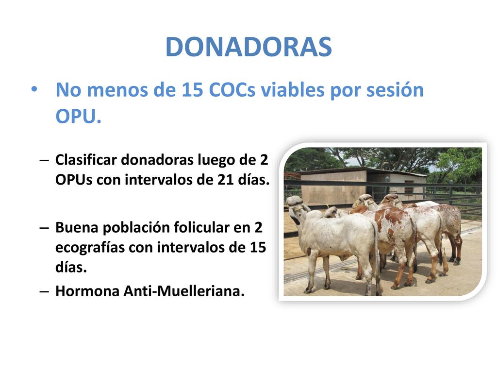 DONADORAS No menos de 15 COCs viables por sesión OPU.